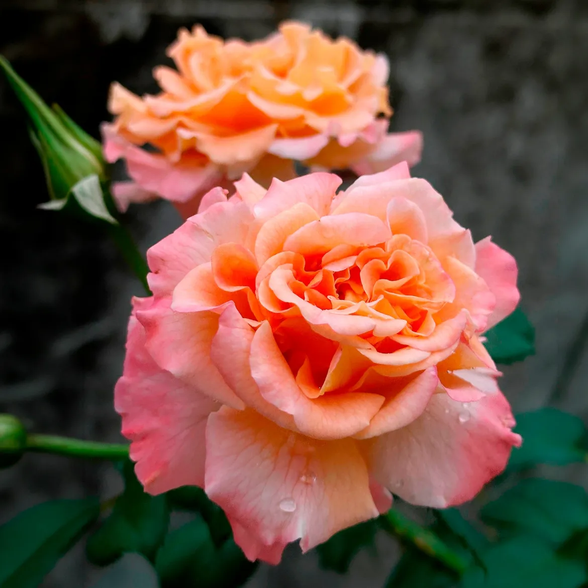 Rosier à grandes fleurs 'Augusta Louise' - Des roses saumon XXL
