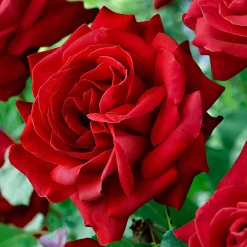 Rosier à grandes fleurs 'Dame de Coeur' - Roses rouges tout l'été
