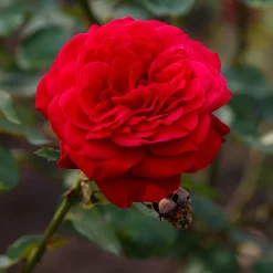Rosier à grandes fleurs 'Dame de Coeur' - Roses rouges tout l'été