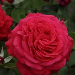 Rosier à grandes fleurs 'Dame de Coeur' - Roses rouges tout l'été