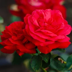 Rosier à grandes fleurs 'Dame de Coeur' - Roses rouges tout l'été