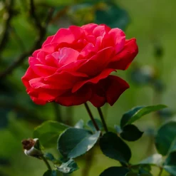 Rosier à grandes fleurs 'Dame de Coeur' - Roses rouges tout l'été