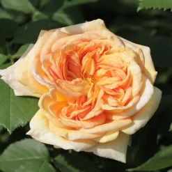 Rosier grimpant Alchymiste - Un mur de roses dorées