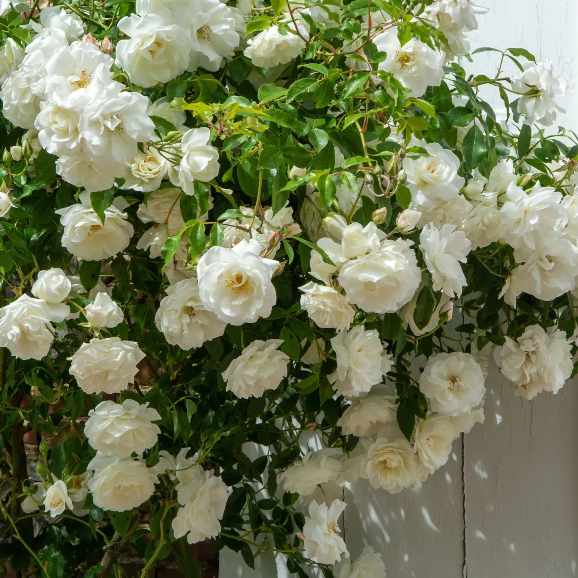 Rosier grimpant blanc - Un mur de fleurs blanches