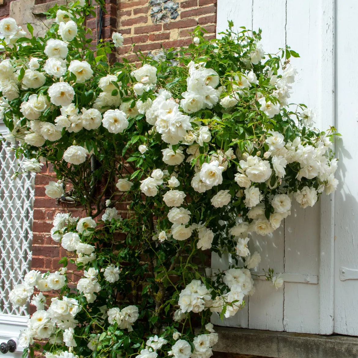 Rosier grimpant blanc - Un mur de fleurs blanches