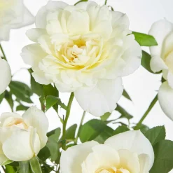Rosier grimpant 'Crazy in Love' crème - Un mur de fleurs crème