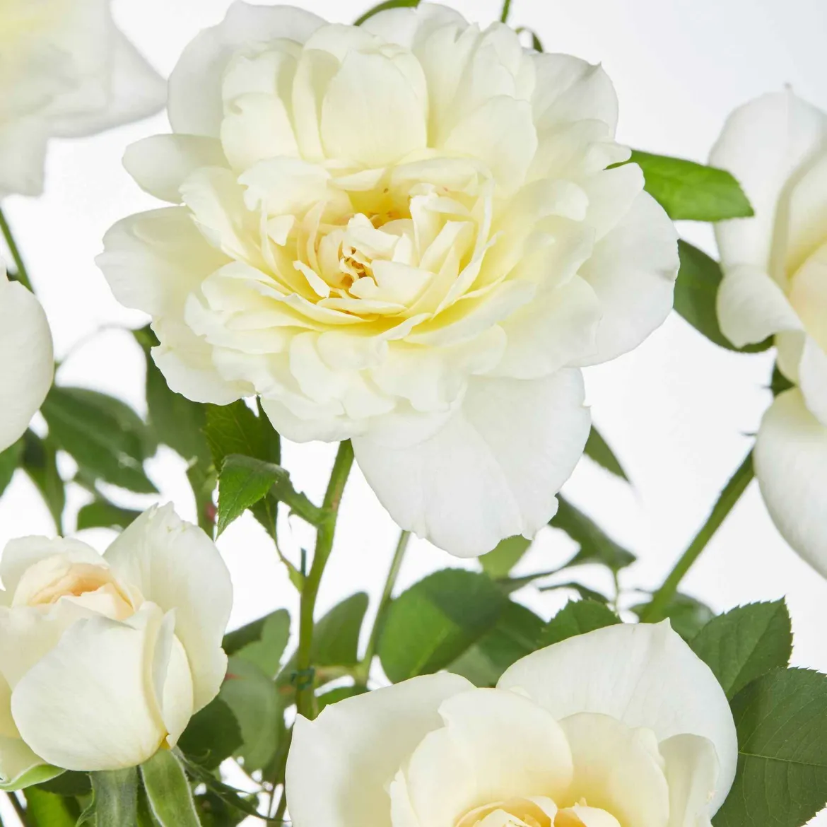 Rosier grimpant 'Crazy in Love' crème - Un mur de fleurs crème