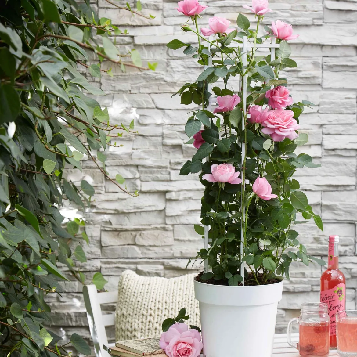Rosier grimpant 'Crazy in Love' rose - Un mur de roses parfumées