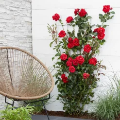 Rosier grimpant 'Crazy in Love' rouge - Un mur de roses rouges