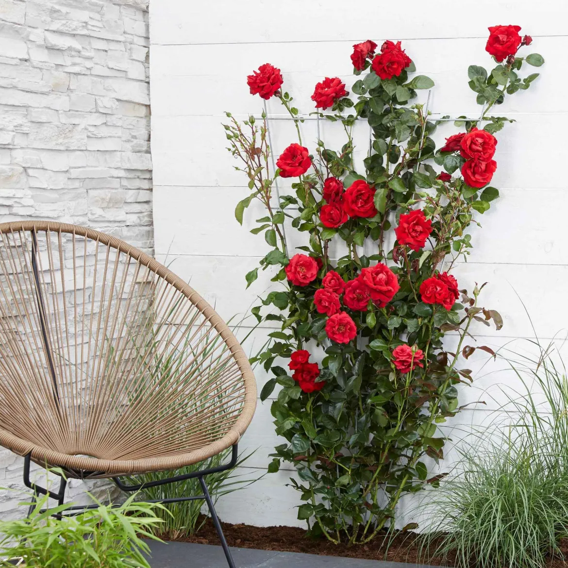 Rosier grimpant 'Crazy in Love' rouge - Un mur de roses rouges