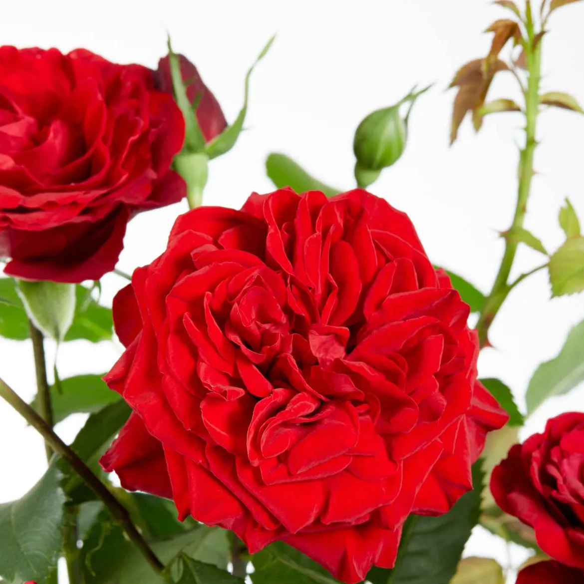 Rosier grimpant 'Crazy in Love' rouge - Un mur de roses rouges