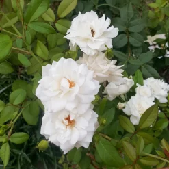 Rosier grimpant de Banks Alba Plena - Une cascade de fleurs blanches