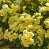 Rosier grimpant de Banks jaune - Une cascade jaune sans épines