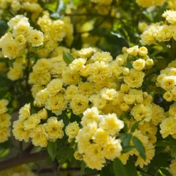 Rosier grimpant de Banks jaune - Une cascade jaune sans épines