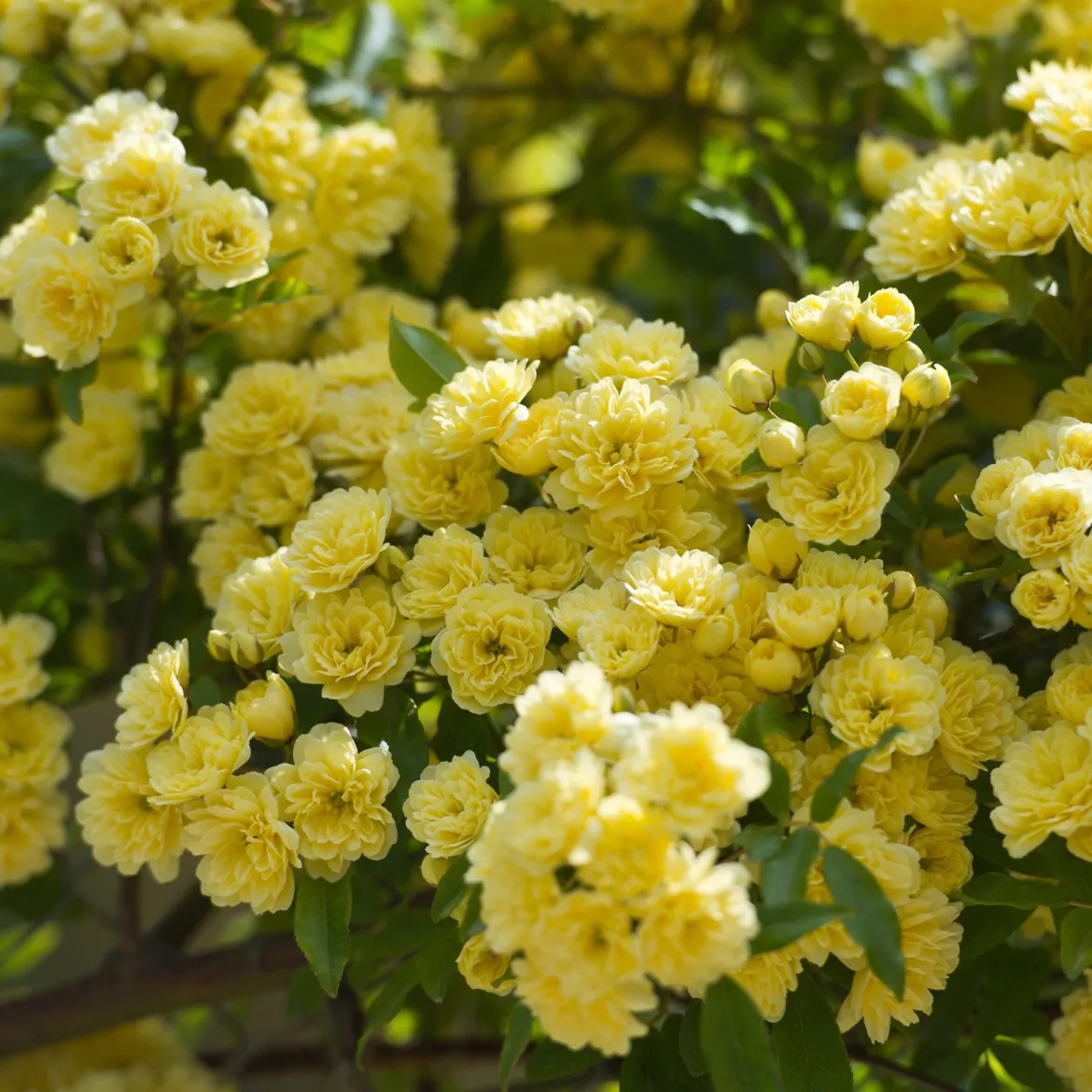Rosier grimpant de Banks jaune - Une cascade jaune sans épines