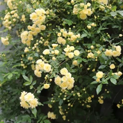 Rosier grimpant de Banks jaune - Une cascade jaune sans épines