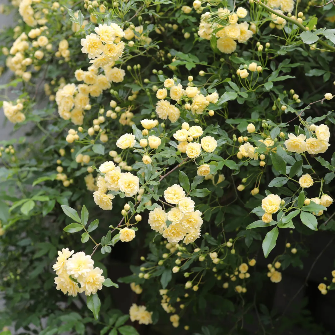 Rosier grimpant de Banks jaune - Une cascade jaune sans épines