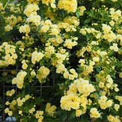 Rosier grimpant de Banks jaune - Une cascade jaune sans épines