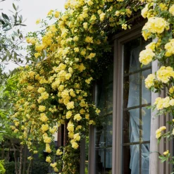 Rosier grimpant de Banks jaune - Une cascade jaune sans épines
