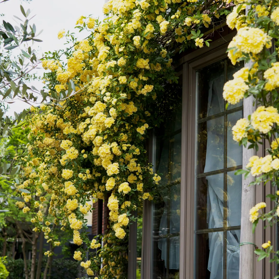 Rosier grimpant de Banks jaune - Une cascade jaune sans épines