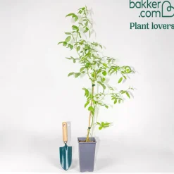 Rosier grimpant de Banks rose - Un mur fleuri sans épines
