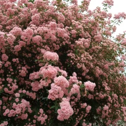 Rosier grimpant de Banks rose - Un mur fleuri sans épines