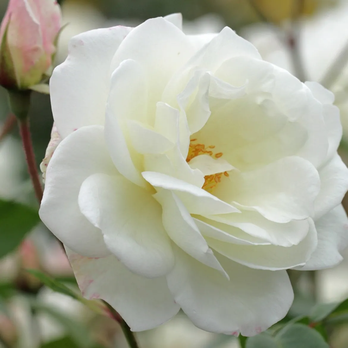 Rosier grimpant Fée des Neiges Grimpant ® - Un mur de roses blanches