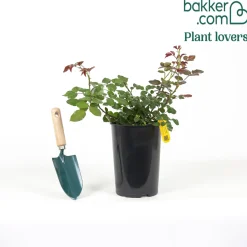 Rosier grimpant Florentina ® - Un mur de roses rouges