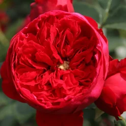 Rosier grimpant Florentina ® - Un mur de roses rouges