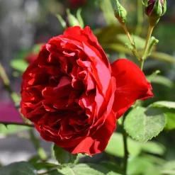 Rosier grimpant Florentina ® - Un mur de roses rouges