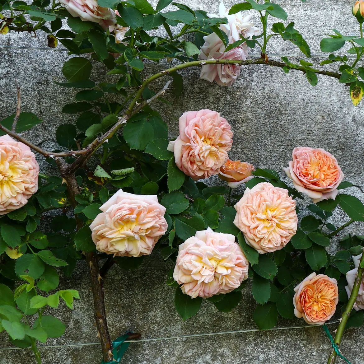 Rosier grimpant Gloire de Dijon - Un mur de roses parfumées