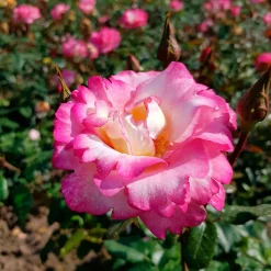 Rosier Grimpant 'Haendel' - Deux couleurs, un seul rosier