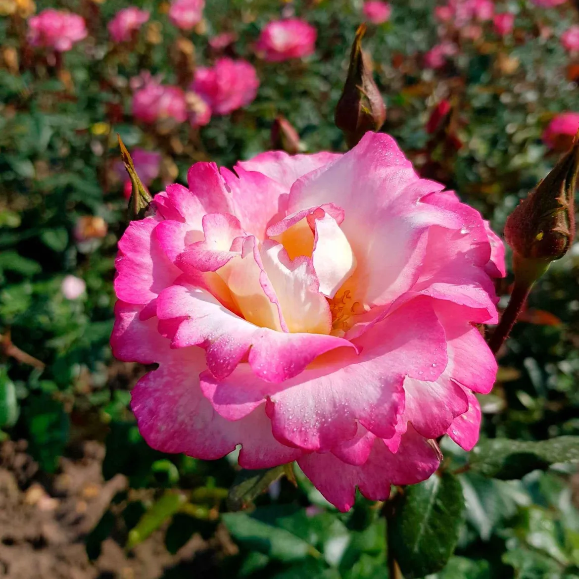 Rosier Grimpant 'Haendel' - Deux couleurs, un seul rosier