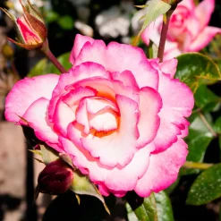 Rosier Grimpant 'Haendel' - Deux couleurs, un seul rosier