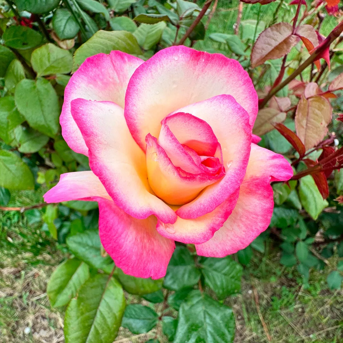Rosier Grimpant 'Haendel' - Deux couleurs, un seul rosier