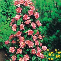 Rosier Grimpant 'Haendel' - Deux couleurs, un seul rosier