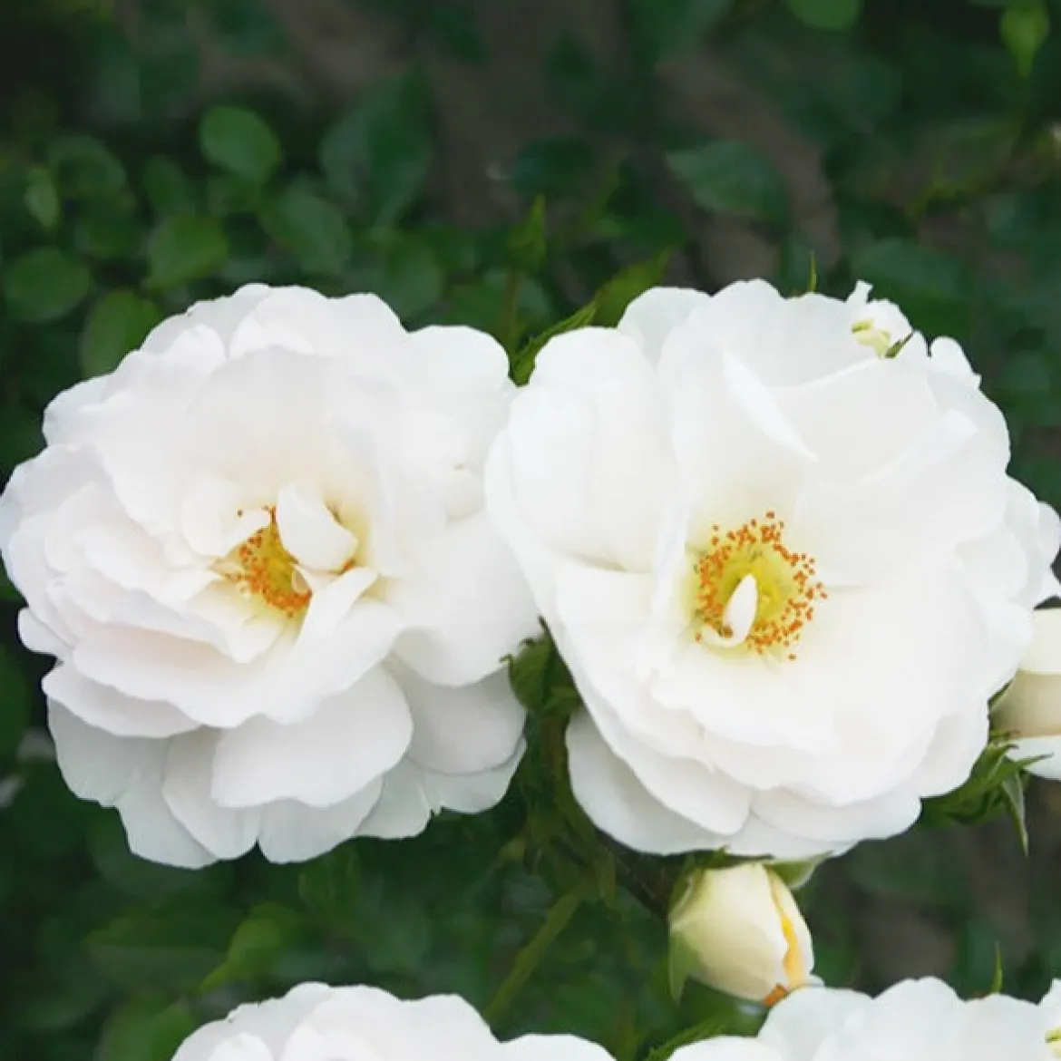 Rosier grimpant Hella - Un mur de roses blanches