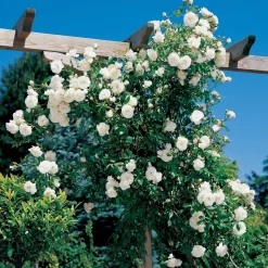 Rosier grimpant Hella - Un mur de roses blanches