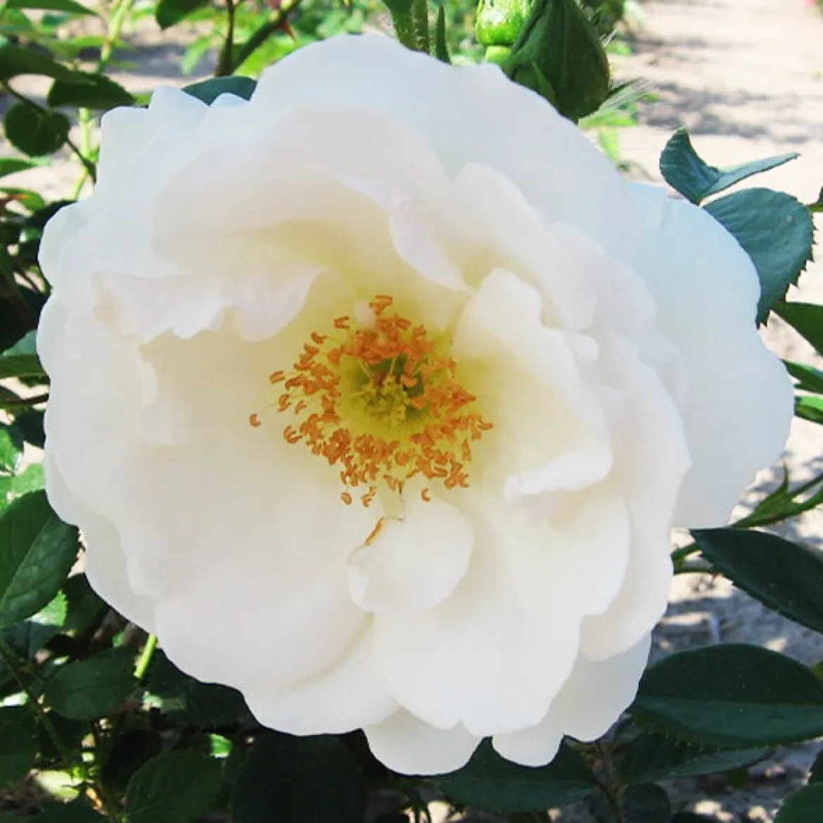 Rosier grimpant Hella - Un mur de roses blanches