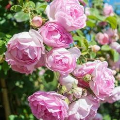 Rosier grimpant Jasmina Korcentex - Une cascade de roses parfumées