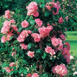 Rosier grimpant Jasmina Korcentex - Une cascade de roses parfumées