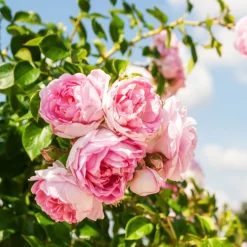 Rosier grimpant Jasmina Korcentex - Une cascade de roses parfumées