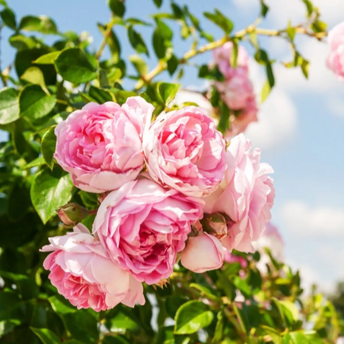 Rosier grimpant Jasmina Korcentex - Une cascade de roses parfumées