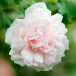 Rosier grimpant Mme Alfred Carrière - Un mur fleuri tout l'été