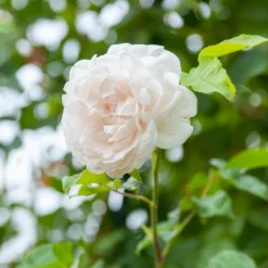 Rosier grimpant Mme Alfred Carrière - Un mur fleuri tout l'été