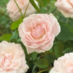 Rosier grimpant Mme Alfred Carrière - Un mur fleuri tout l'été