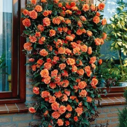Rosier grimpant Métanoïa - Un mur d'orange en un été