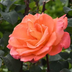 Rosier grimpant Métanoïa - Un mur d'orange en un été