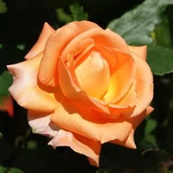 Rosier grimpant Métanoïa - Un mur d'orange en un été