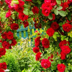 Rosier grimpant Musimara - Un mur de roses rouges